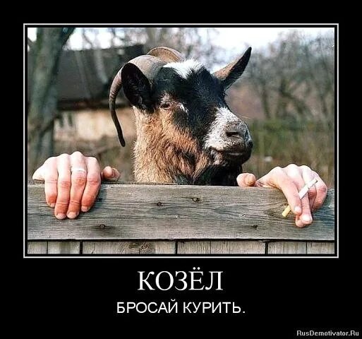 Ты козел. Козёл с сигаретой. курящий козел. ты козёл. козел курит.