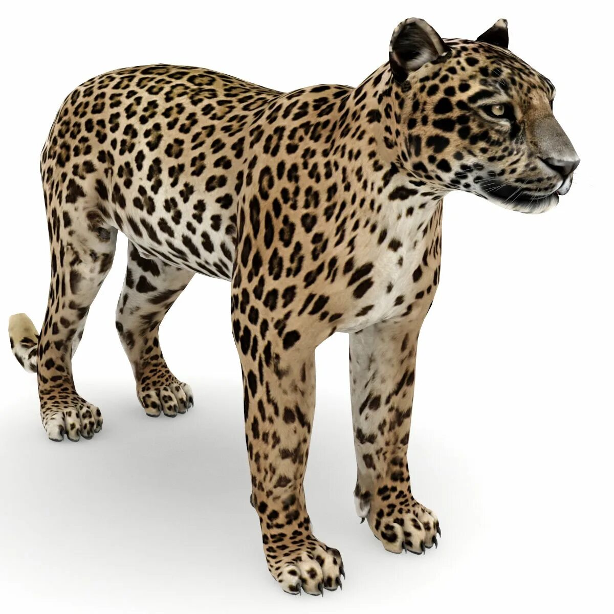 Leopard model