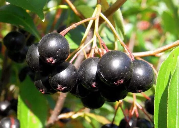 Какая ягода черного цвета. Кизильник черноплодный. Кизильник черноплодный арония. Плоды кизильника черноплодного. Кизильник черноплодный куст.