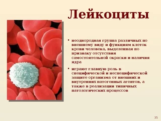 Лейкоциты группа крови. Функции лейкоцитов в крови. Лейкоциты в крови строение и функции. Лейкоциты функции в крови кратко. Лейкоциты крови функции лейкоцитов.