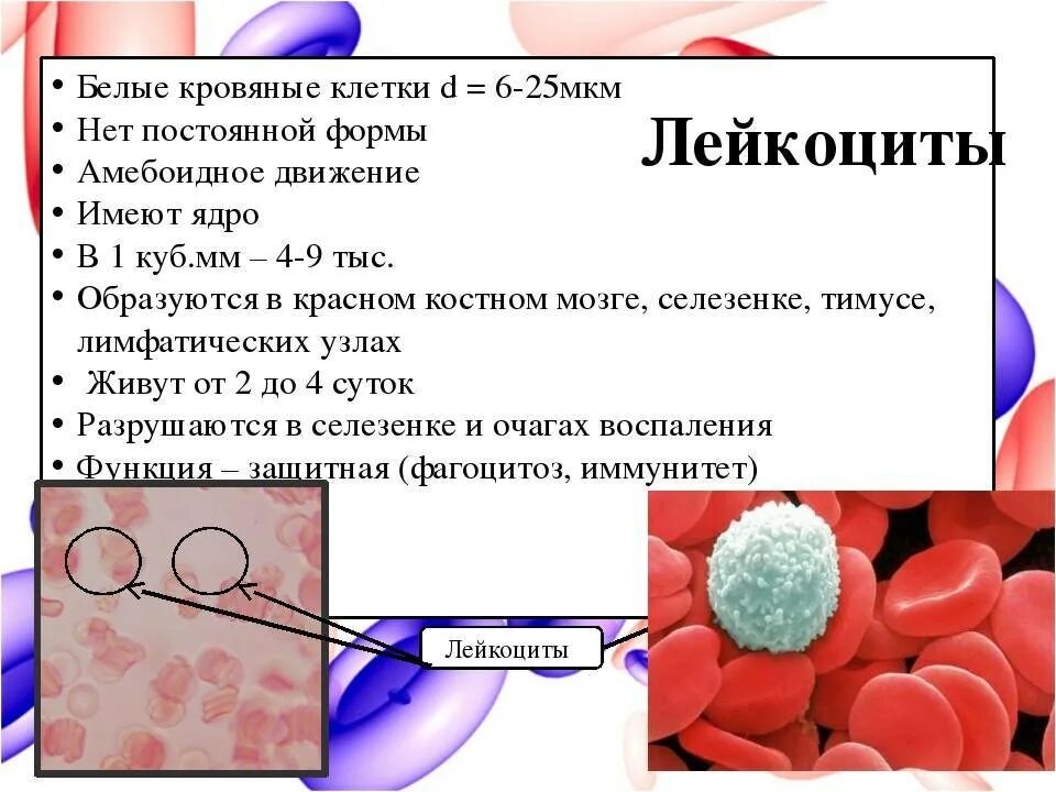 Форменные элементы крови лейкоциты. Форменные элементы эритроциты. Эритроциты лейкоциты тромбоциты. Строение эритроцитов и лейкоцитов. Лейкоциты определяют группу крови