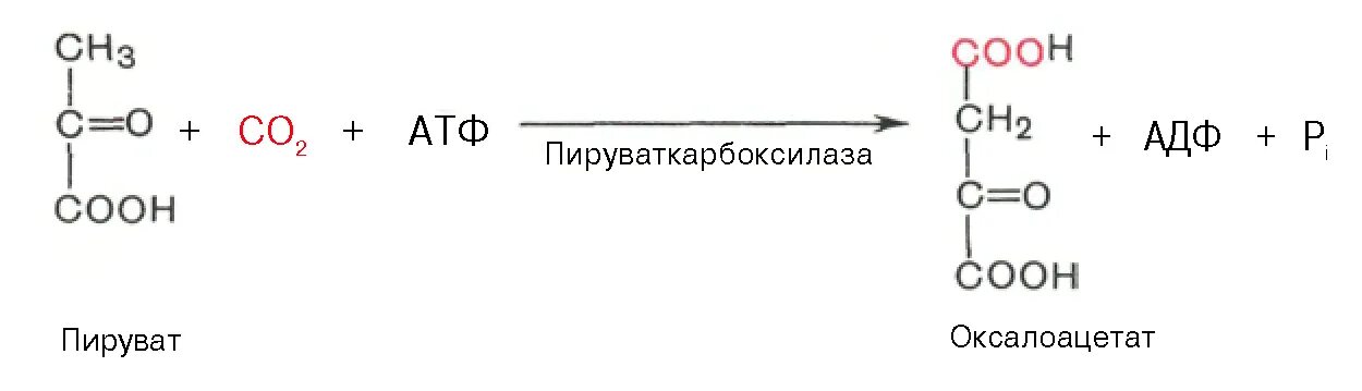 ПВК В оксалоацетат реакция. Синтез оксалоацетата из пирувата реакция. Пируват оксалоацетат реакция. Реакция превращения пирувата в оксалоацетат.