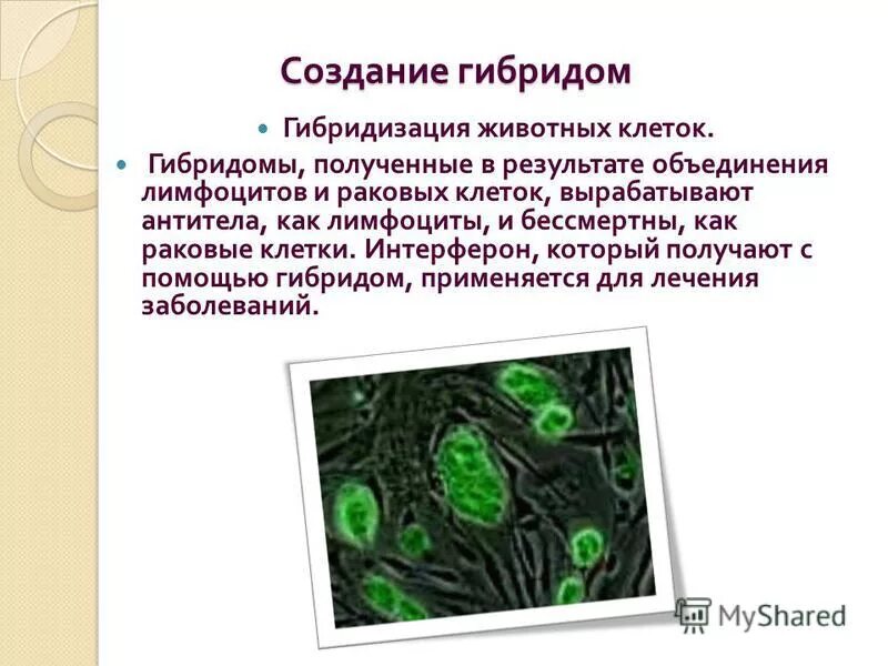Клеточные гибриды