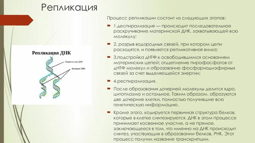 Разрывы цепи днк. Процессы при репликации ДНК. Основные этапы репликации ДНК. Последовательность процессов происходящих при репликации ДНК. Процесс ДНК репликация ДНК.