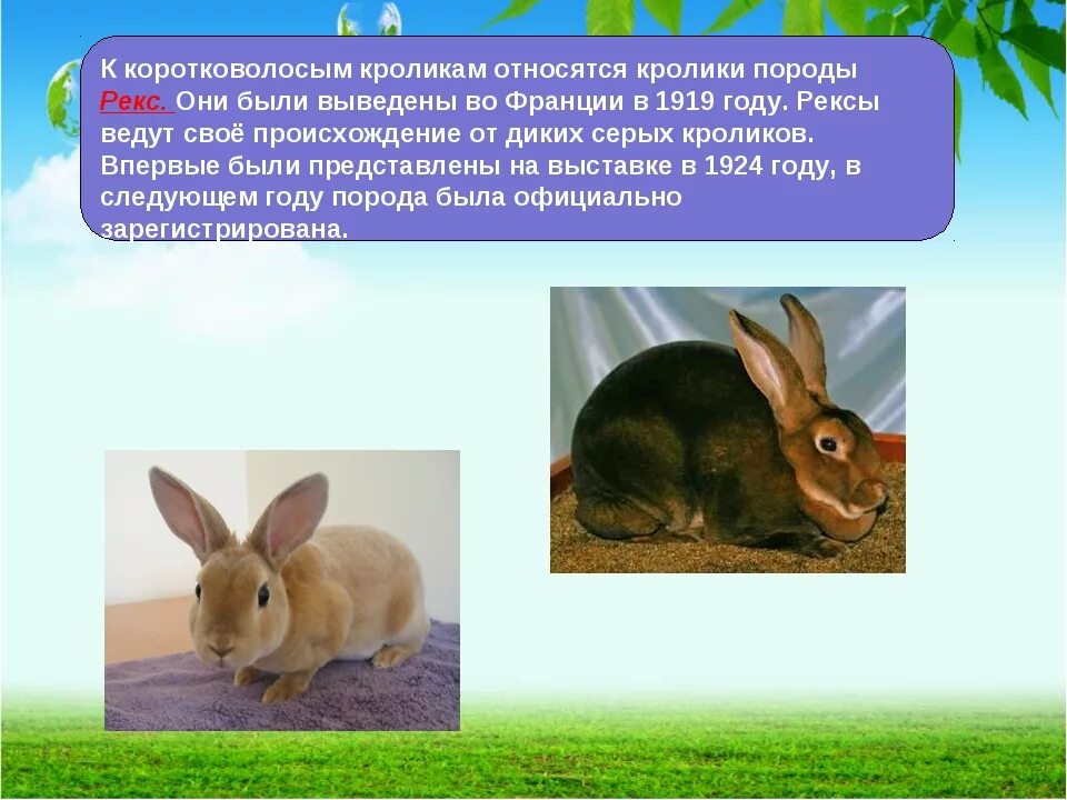 К какому отряду относится кролик. Информация о кроликах. Кролик для презентации. Сообщение о домашних животных кролики. Сообщение о кролике.