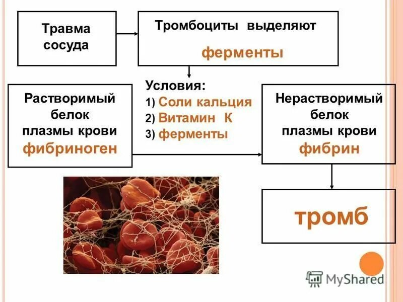 Строение тромбоцитов 8 класс. Функции тромбоцитов в крови. строение тромбоцитов в крови. тромбоциты строение состав функции. тромбоциты строение и функции.
