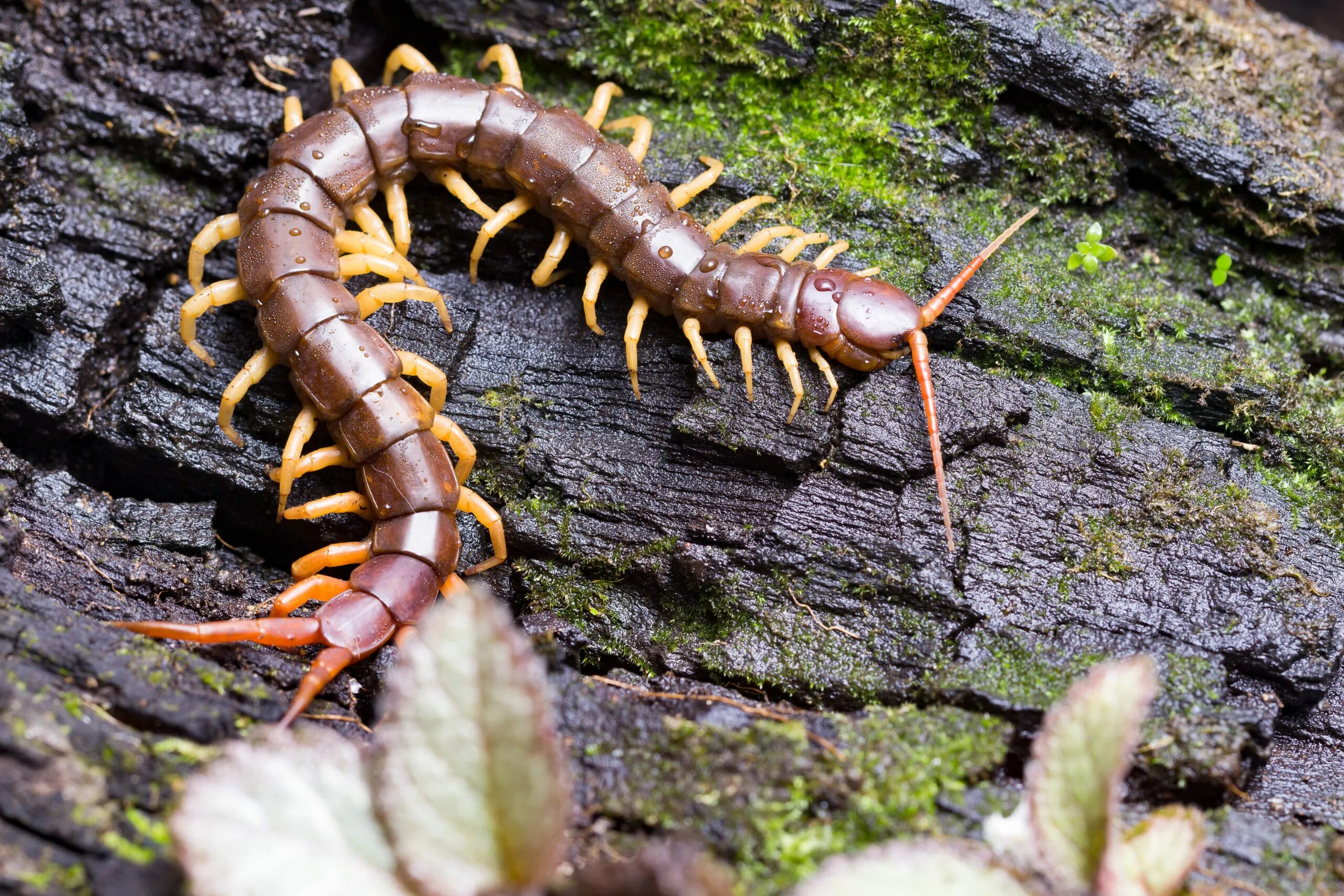 Многоножка Millipede. Многоножка кивсяк. Мадагаскарская сколопендра. Губоногие многоножки.