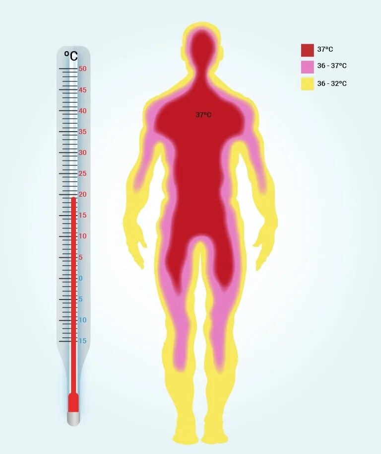 Была измерена температура тела. Температура тела. Повышение температуры тела. Температура человека повышенная. Температура тела человке.