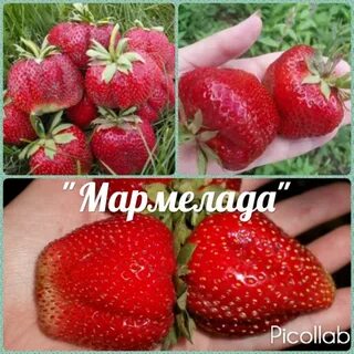 Мармелада описание сорта