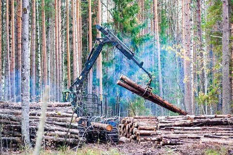 Лесозаготовка территории