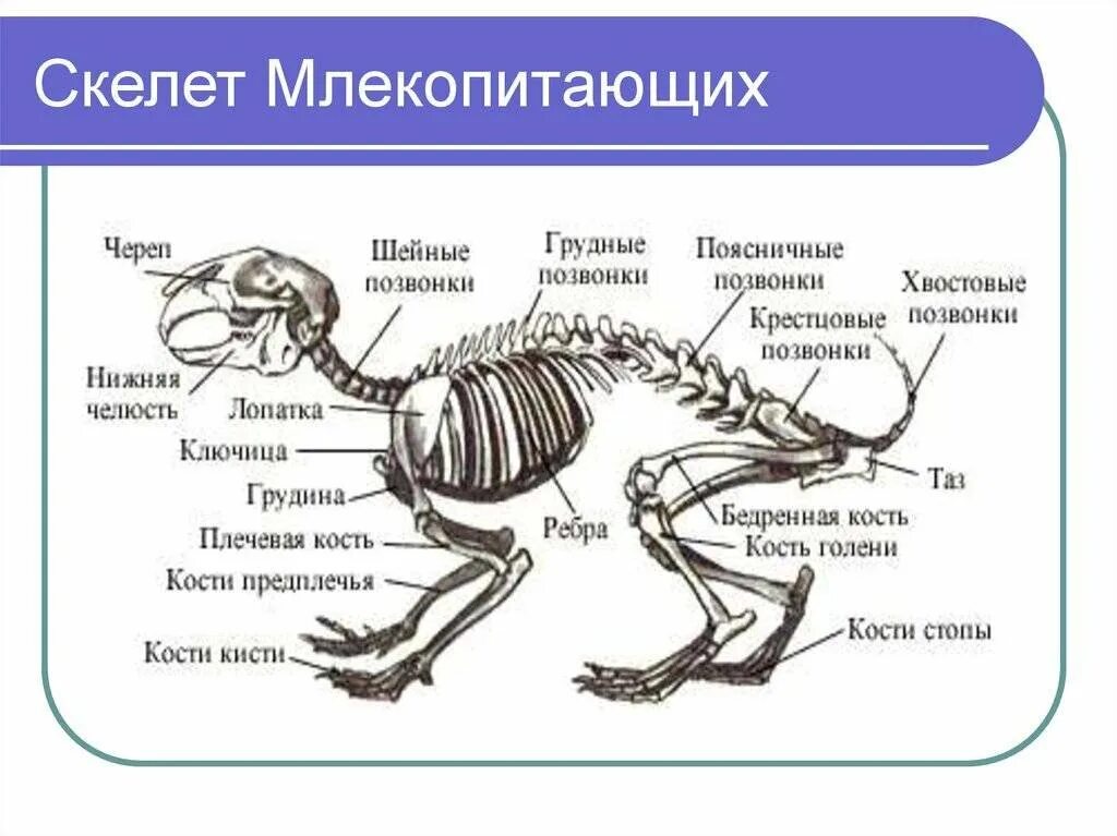 Как называется специальное образование позвоночных животных