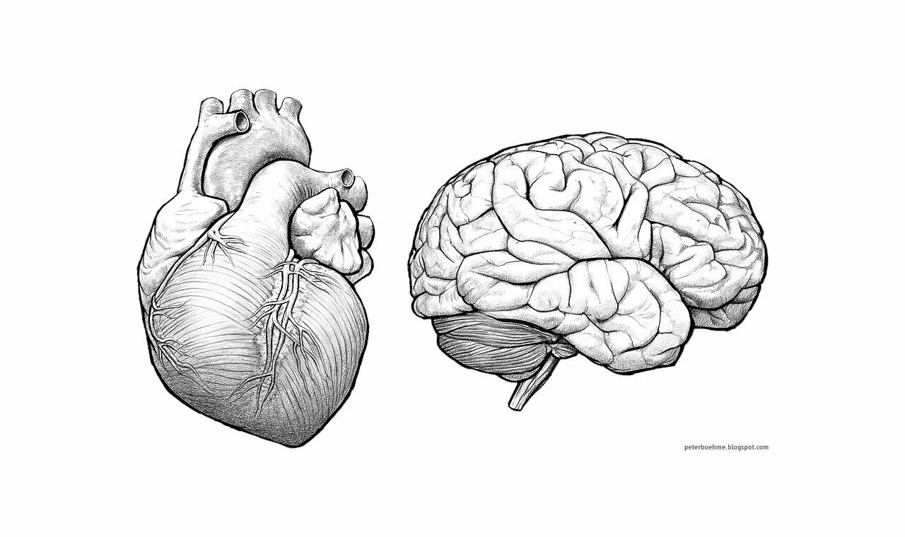 Мозг контур. Мозг рисунок. Анатомия мозг в карандаше. Мозг карандашом. Мозг без подписей