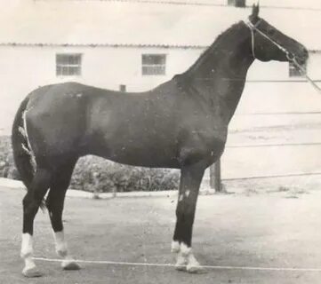 Жеребец 1970