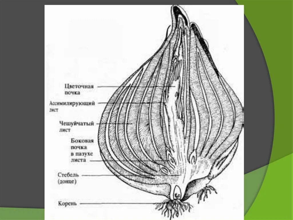 Сухие чешуйчатые листья. Строение луковицы чеснока. Строение луковицы биология.