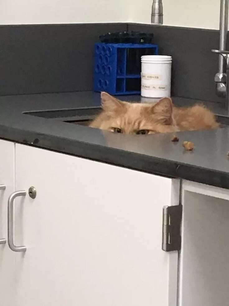Где прячется кот. Кот прячется. котенок прячется. котик спрятался. кот боится ветеринара.