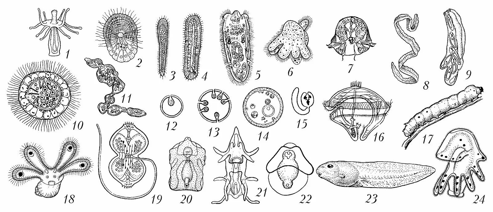 Беспозвоночные животные 8 класс. Личиночная стадия беспозвоночных животных. Мюллеровская личинка турбеллярий. Личинки беспозвоночных животных таблица. Типы личинок беспозвоночных.
