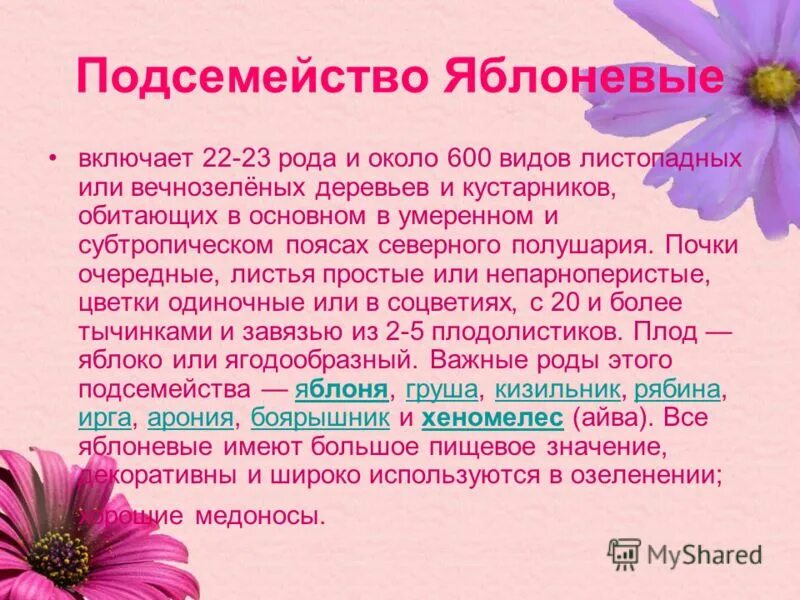 Подсемейства розоцветных. Подсемейства розоцветных