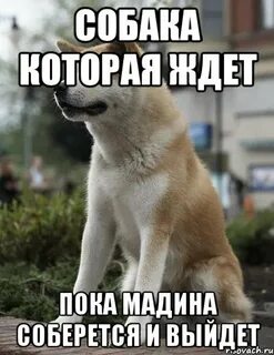 Пока собак