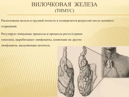 Вилочковая железа регулирует