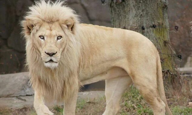 White Lion and Cub Albino animals, Big cat family, Wildlife animals