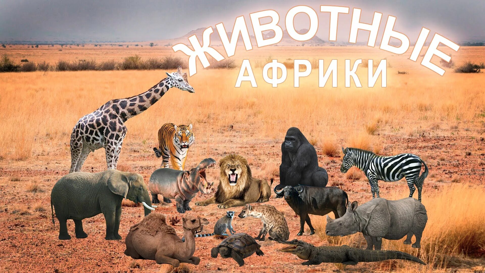 Животные саванны африканский слон. Зебры в саванне. Африканские животные. Африканские животные группы. Животные саванны.