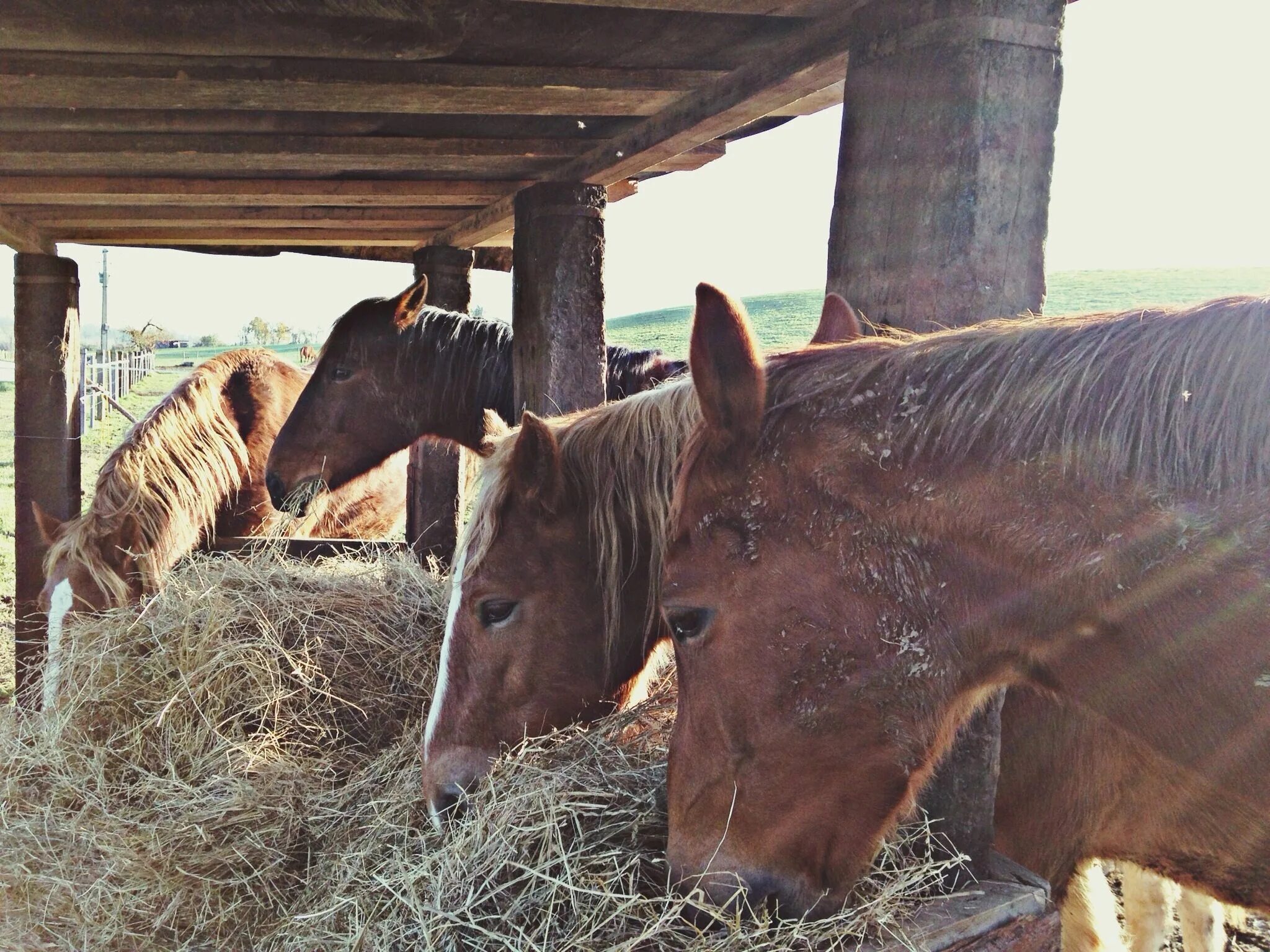 Принимаю сену. Лошадь ест сено. Horse eating hay.