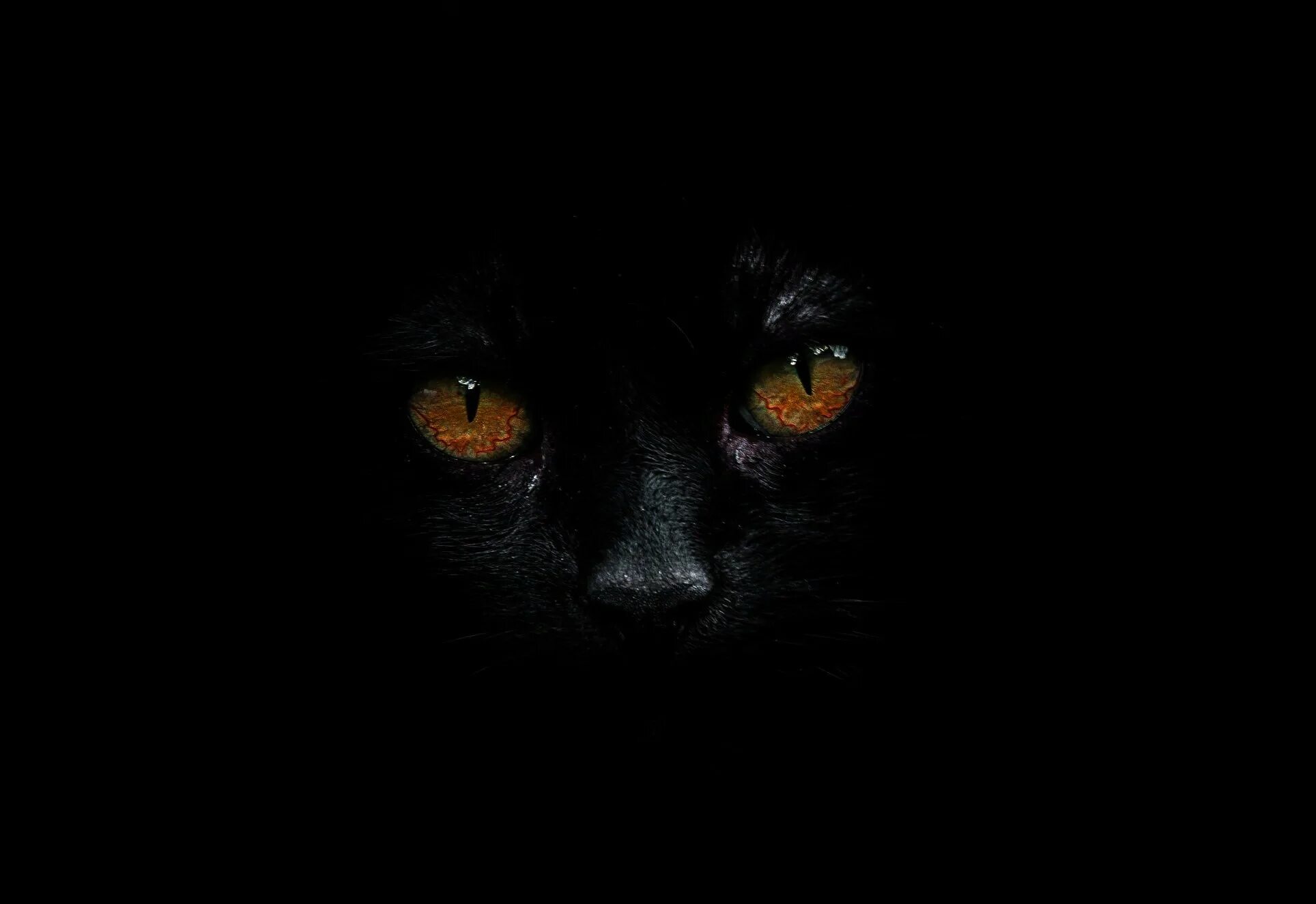 Кошка в темной комнате. Черная кошка на черном фоне. кошачьи глаза на черном фоне. черный кот на черном фоне. кот с черными глазами.