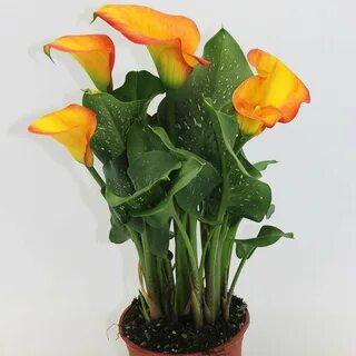 Каллы в горшке