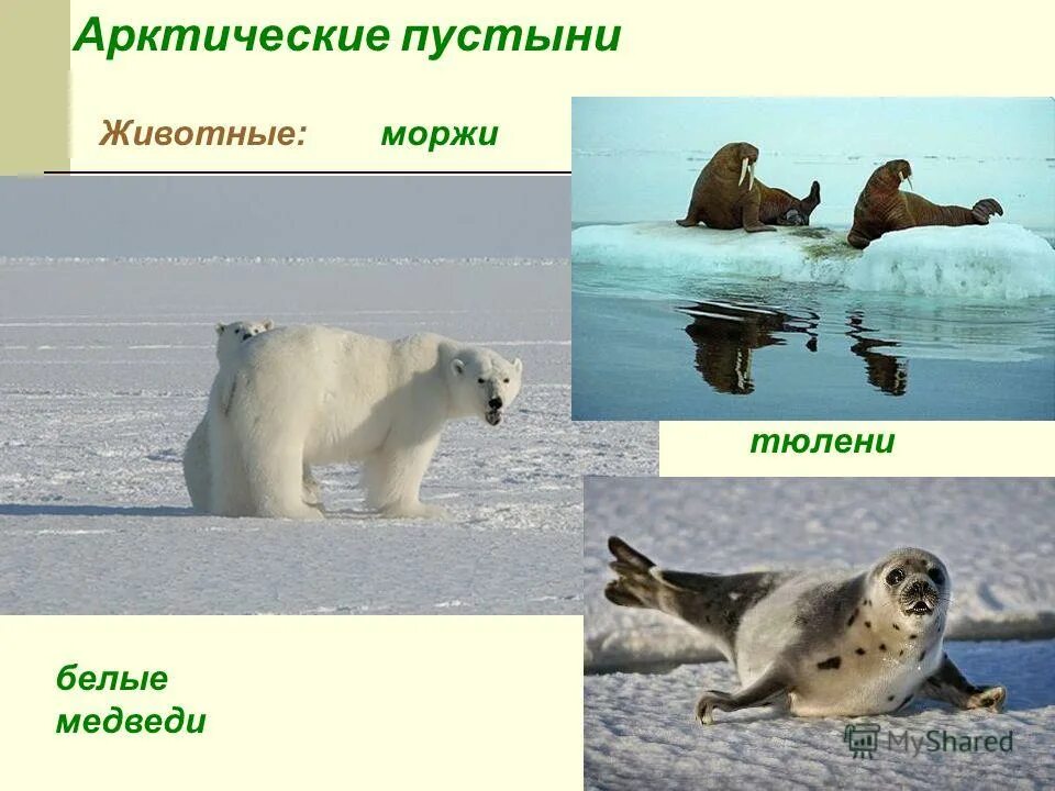 Определите животных арктических пустынь. Арктические пустыни животные. Арктическая пустыня животные. Животный мир арктической пустыни. Животные арктической зоны.