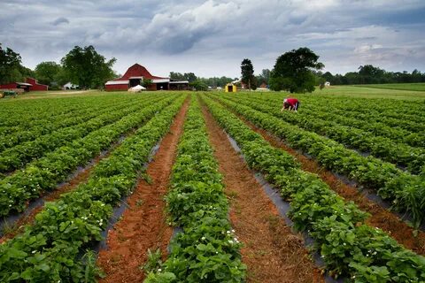 Strawberry fields