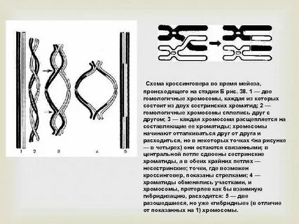 Кроссинговер в мейозе