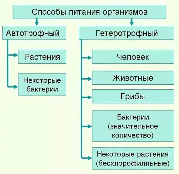 Аутотроф