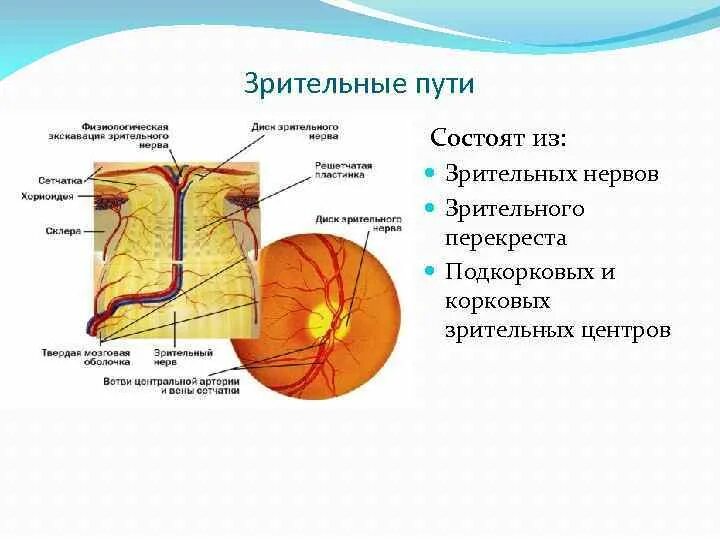 Размеры зрительных нервов. Строение диска зрительного нерва. Зрительные нервы строение. Диск зрительного нерва анатомия. Зрительный нерв строение и функции.