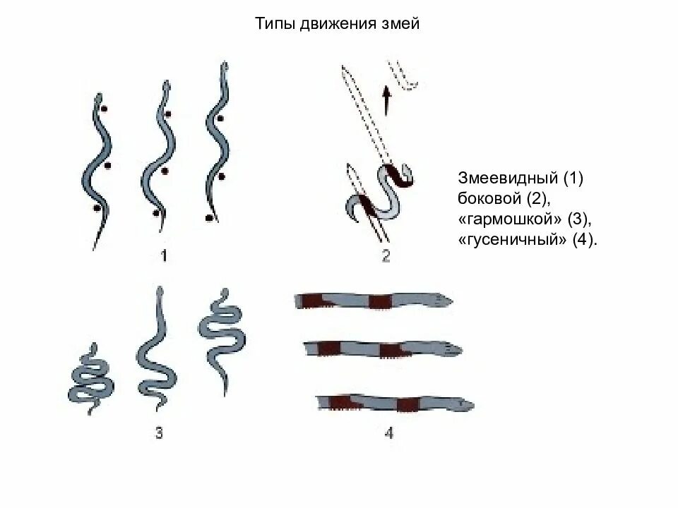 Типы передвижения. Виды передвижения змеи. способ передвижения змейка. способы движения змеи. способы передвижения змей.