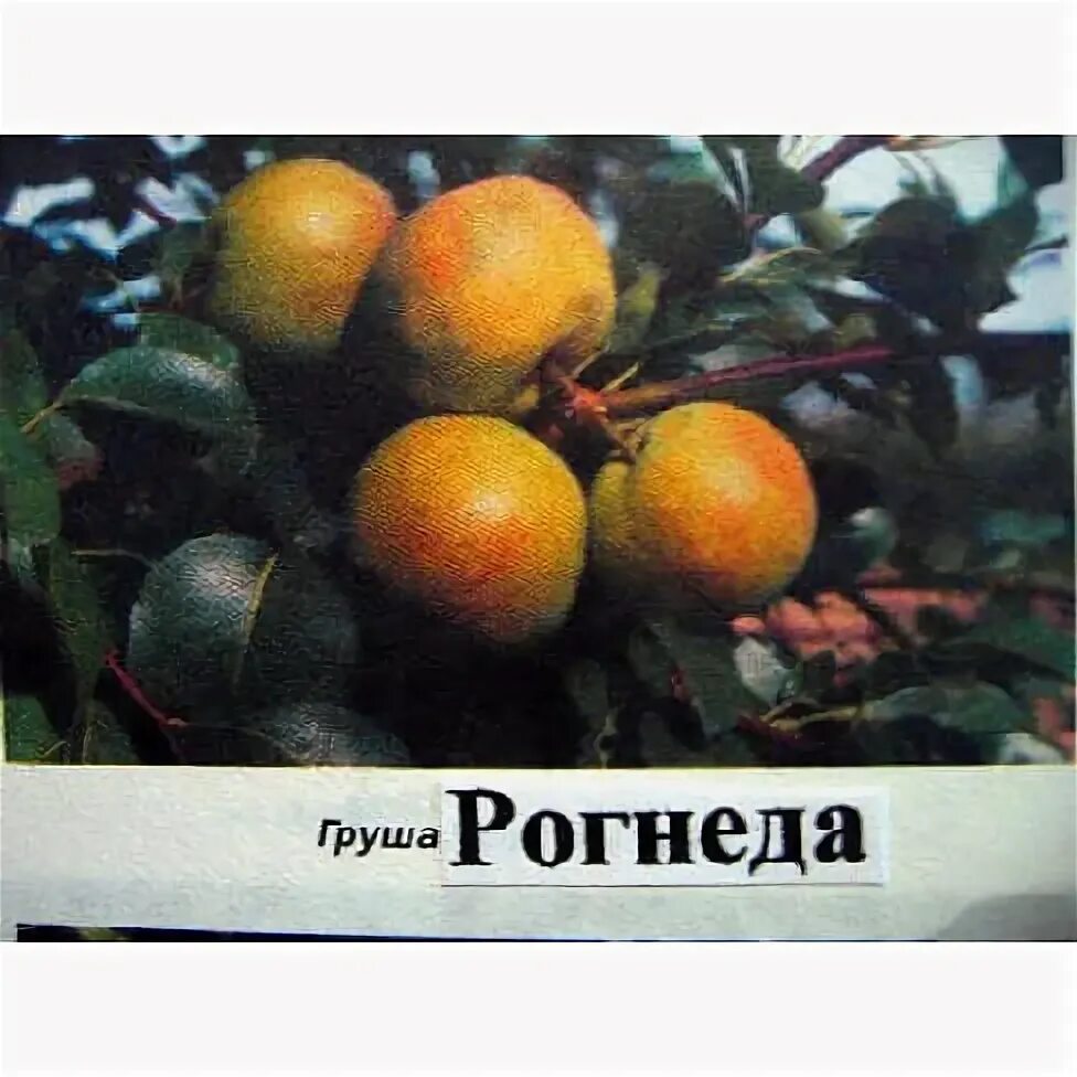 Груша Лада: описание сорта, фото, отзывы, полная характеристика