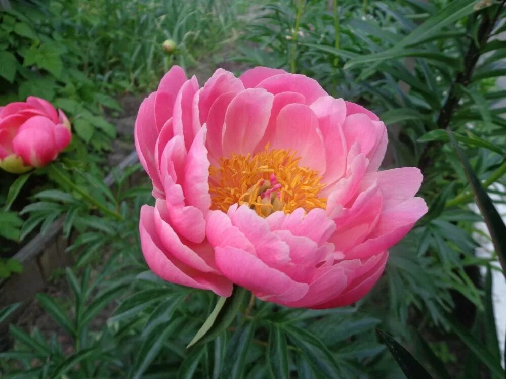 Пион корал сансет (coral sunset). Пион корал сансет. Пион корал сансет. Коралловые пионы описание. Пион молочноцветковый coral charm.