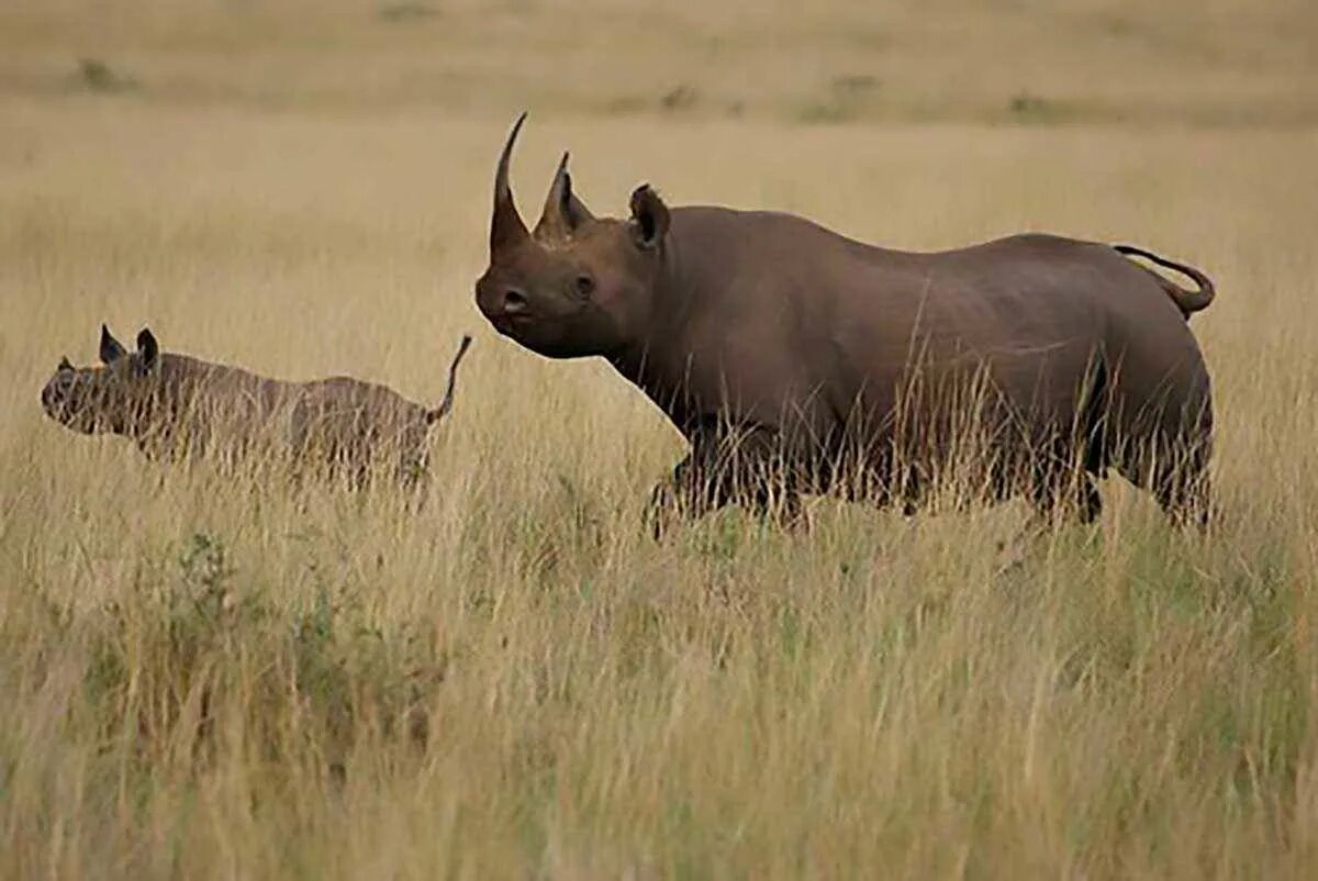 Камерунский черный носорог. Камерунский черный носорог вымерший. Западный черный носорог вымерший вид. Камерунский подвид черного носорога. Носорог природная зона