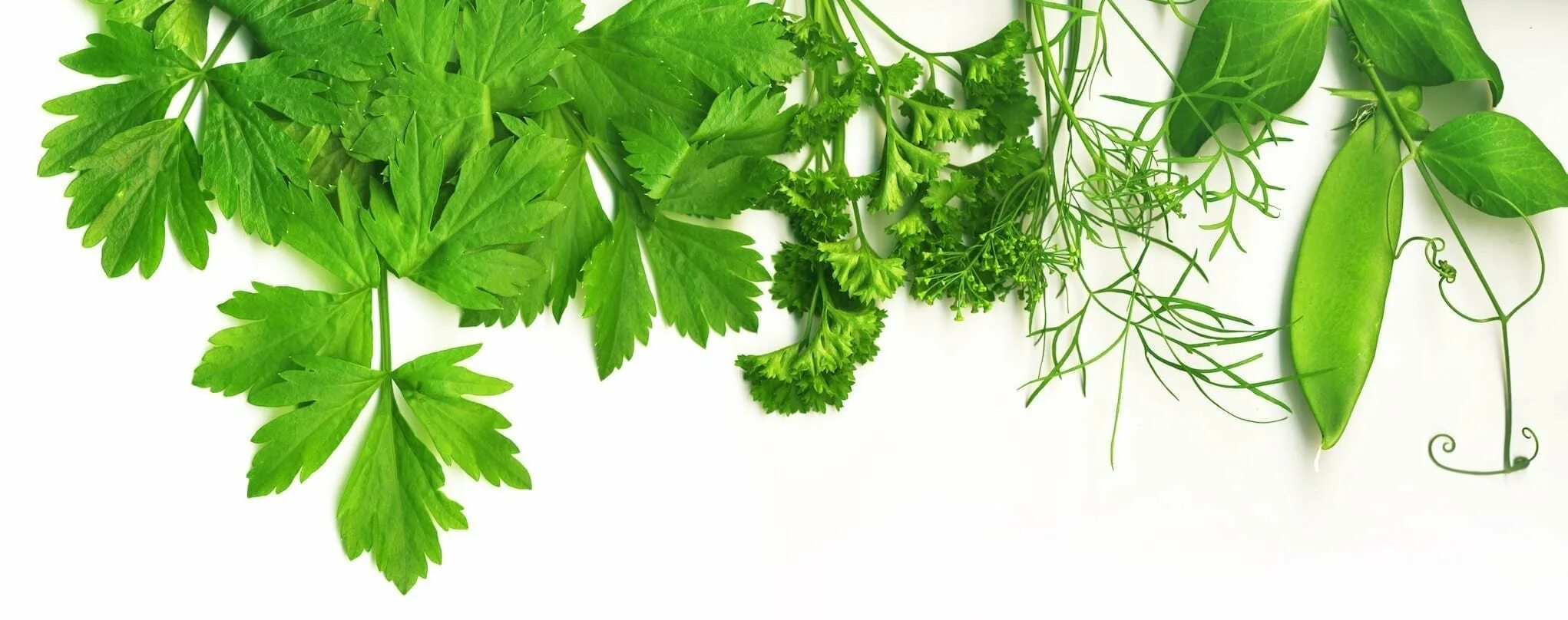 Листовая зелень. Петрушка. Петрушка листовая бриз. Из листьев петрушки. Из листьев петрушки.