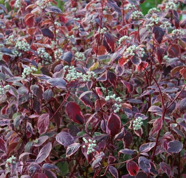 Cornus alba miracle. Дерен белый 'cream cracker'. Дерен белый миракл фото. Дерен сибирика. Дерен белый аргентеомаргината.