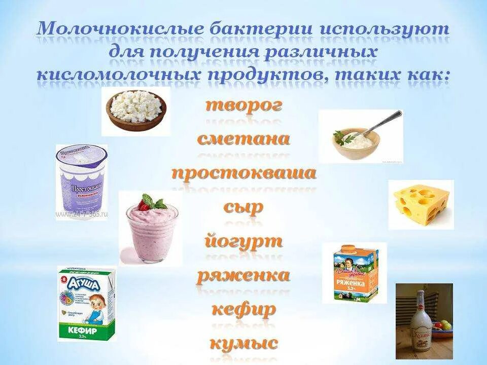 Помощь получения продуктов. Бактерии в кисломолочных продуктах. микроорганизмы в кисломолочных продуктах. с помощью молочнокислых бактерий производятся. использование микроорганизмов для молочнокислых продуктов.
