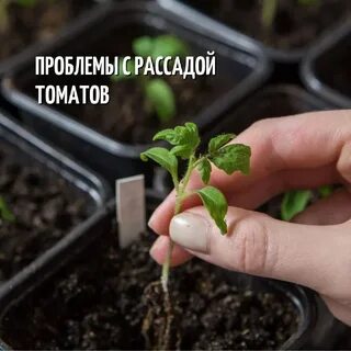 Когда нужно рассаживать рассаду помидор