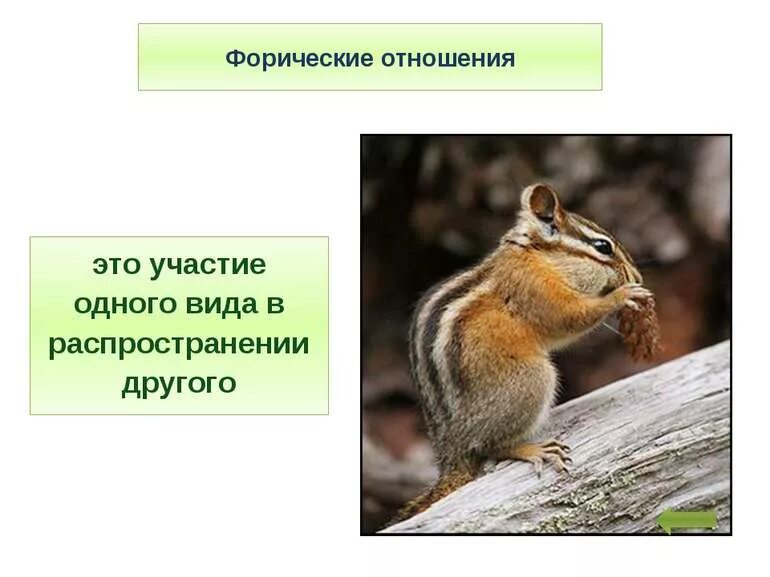 Выберете пример форической связи Биоценоз, биогеоценоз, экосистема презентация онлайн