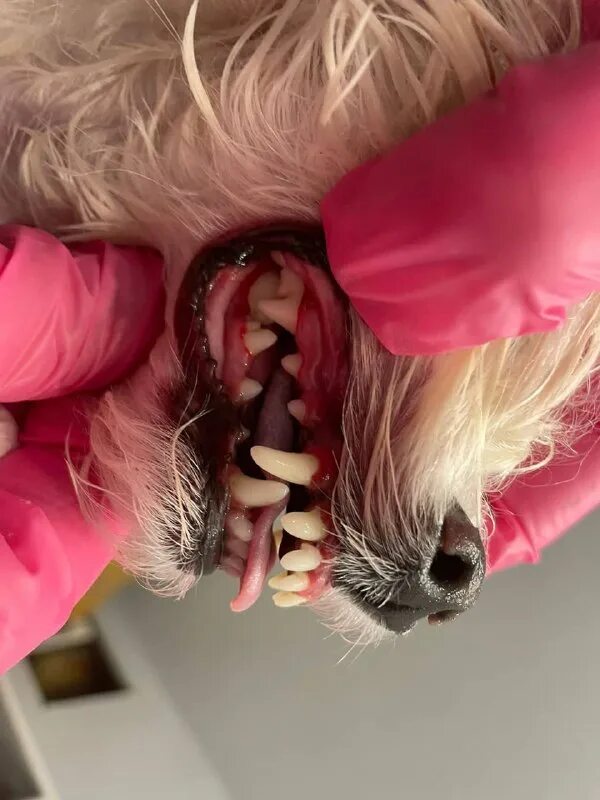 Пушистый рай дата выхода серий. Пушистый рай бабушкино где находиться салон для собак. Выставка кошек в акварели волгоград. Стрижка собак пушистый рай чита. Пушистый рай дата выхода серий.