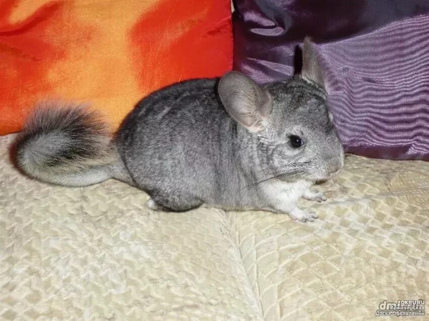 Выпустил шиншиллу. Шиншилла. Выпустил шиншиллу. Шиншилла серая. Красная шиншилла.