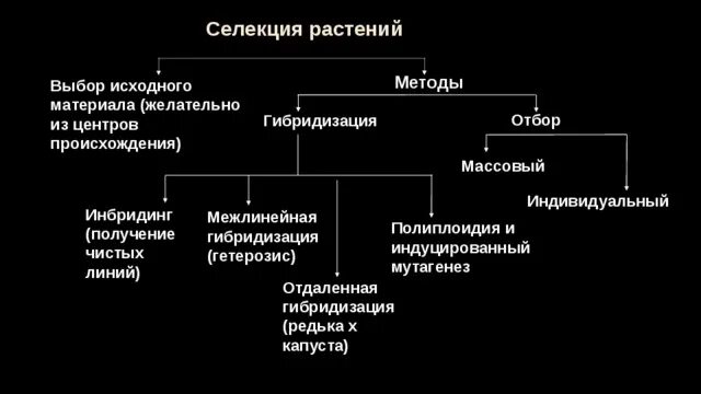 Описание методов селекции растений. Методы селекции растений схема. Методы селекции гибридизация мутагенез полиплоидия. Общие методы селекции схема. Селекция растений методы селекции.