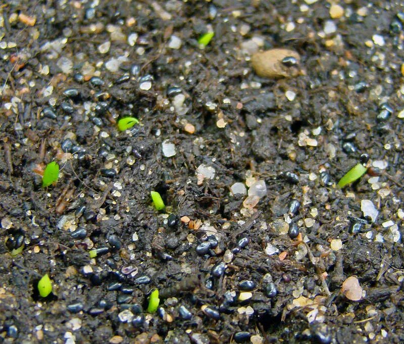 зигокактус плоды. рипсалидопсис фуксия. семена шлюмбергера. декабрист из семян. семена декабриста.