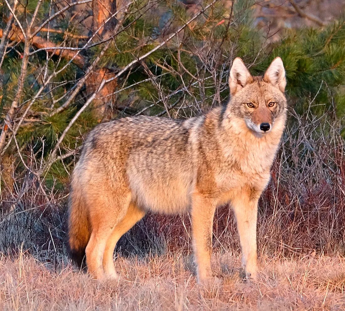 Волк коим. Койот степной волк. луговой волк canis latrans. койот северной америки. койот животное северной америки.