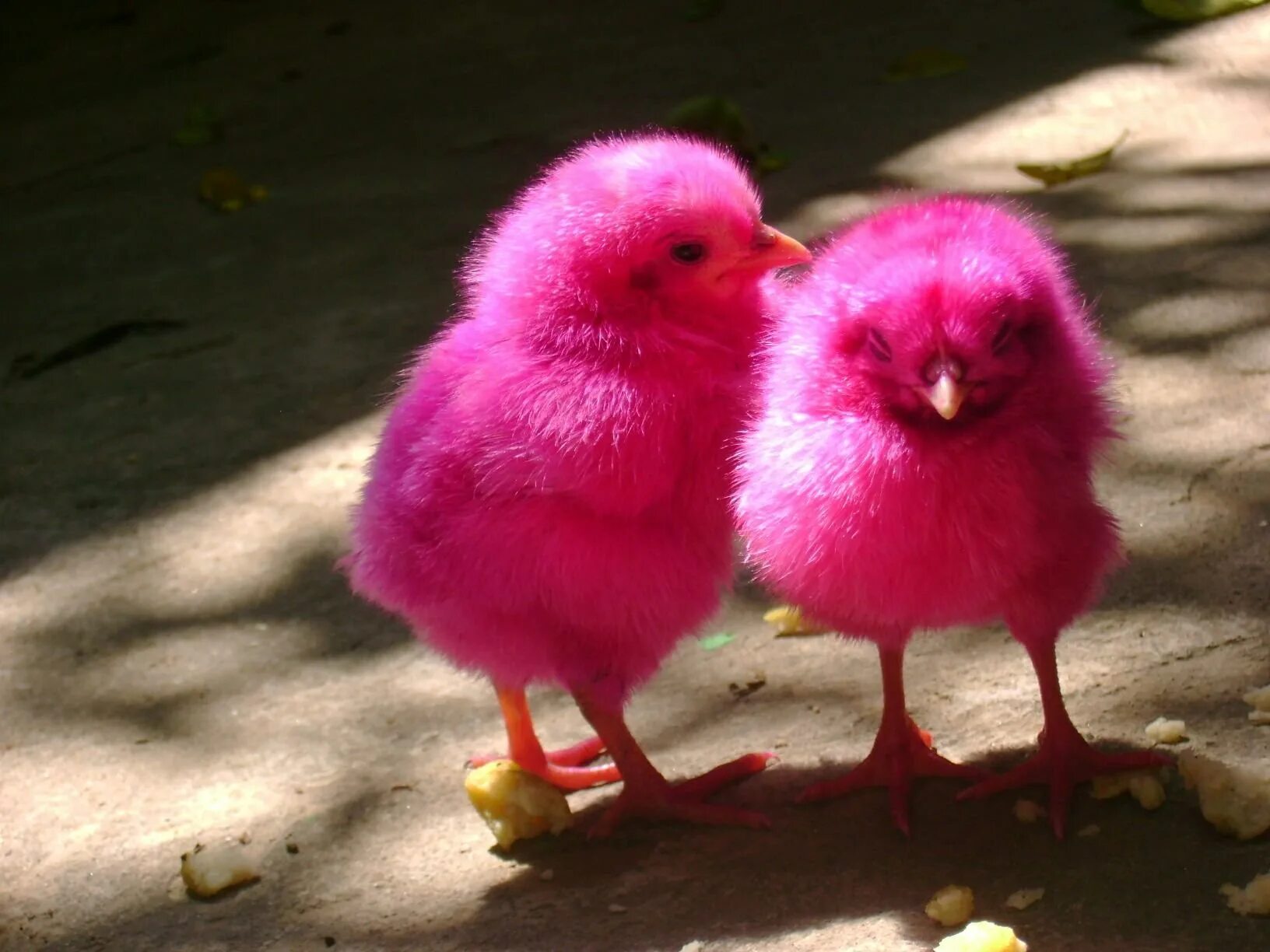 Разноцветные цыплята. Розовый цыпленок. Розовый птенец. Розовые куры.