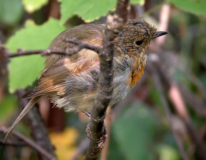 Птичка кто автор. Размножение и развитие птиц. Птичка автор. Дальневосточные птицы. Птичка оригинал.