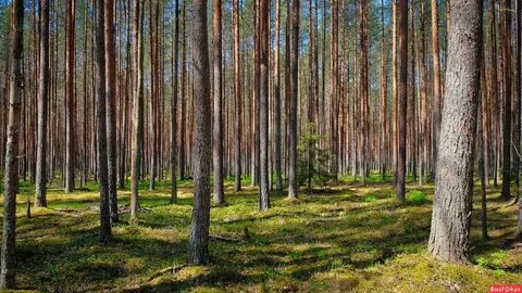 Элефант сосновый